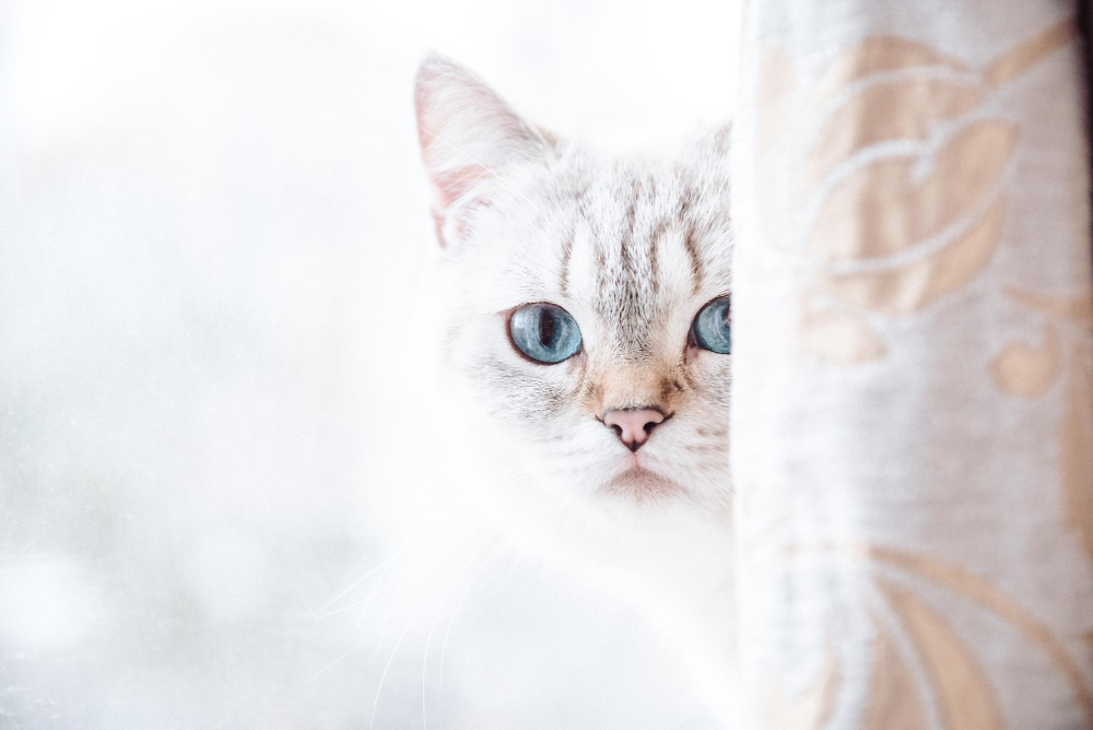 Photographie de chat Studio Maybe Marche-en-Famenne